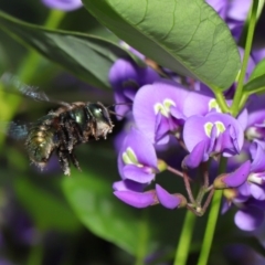 Xylocopa (Lestis) aerata at Acton, ACT - 3 Oct 2019