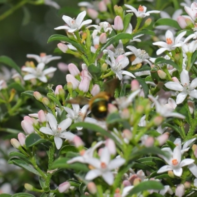 Xylocopa (Lestis) aerata (Golden-Green Carpenter Bee) at ANBG - 3 Oct 2019 by TimL