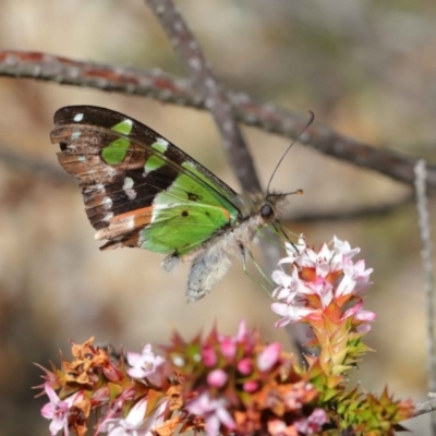 Graphium macleayanum (Macleay's Swallowtail) at Acton, ACT - 3 Oct 2019 by TimL