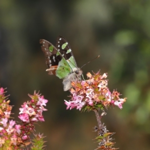 Graphium macleayanum at Acton, ACT - 3 Oct 2019 11:37 AM