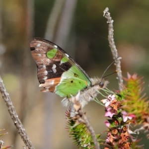 Graphium macleayanum at Acton, ACT - 3 Oct 2019 11:37 AM