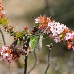 Graphium macleayanum at Acton, ACT - 3 Oct 2019 11:37 AM