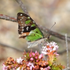 Graphium macleayanum at Acton, ACT - 3 Oct 2019 11:37 AM