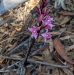 Dipodium roseum (Rosy Hyacinth Orchid) at - 2 Oct 2019 by Margot
