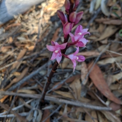 Dipodium roseum (Rosy Hyacinth Orchid) at Canyonleigh, NSW - 2 Oct 2019 by Margot