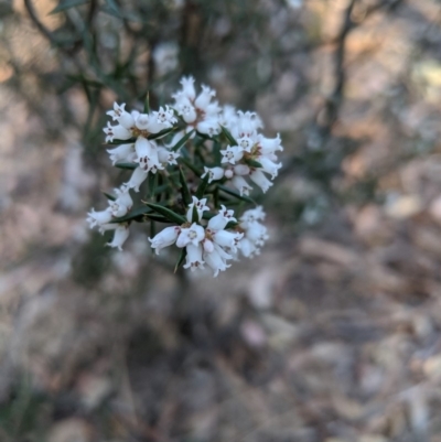 Lissanthe strigosa subsp. subulata (Peach Heath) at Canyonleigh, NSW - 2 Oct 2019 by Margot