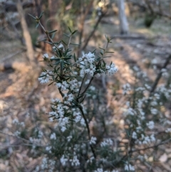 Lissanthe strigosa subsp. subulata at Bangadilly National Park - 3 Oct 2019