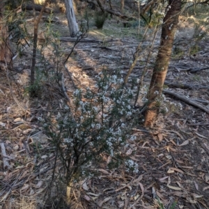 Lissanthe strigosa subsp. subulata at Bangadilly National Park - 3 Oct 2019 06:46 AM