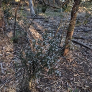 Lissanthe strigosa subsp. subulata at Bangadilly National Park - 3 Oct 2019