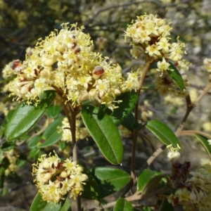 Pomaderris andromedifolia at Acton, ACT - 3 Oct 2019 12:00 AM