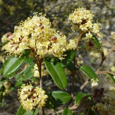 Pomaderris andromedifolia (Yellow Pomaderris) at Acton, ACT - 3 Oct 2019 by RWPurdie
