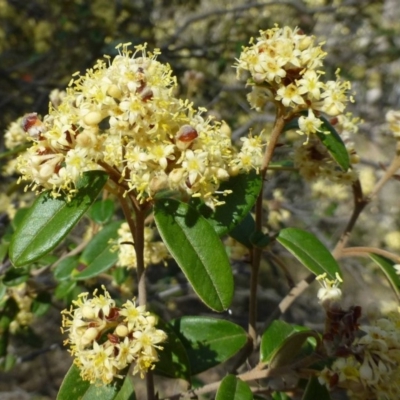 Pomaderris andromedifolia (Yellow Pomaderris) at Acton, ACT - 3 Oct 2019 by RWPurdie