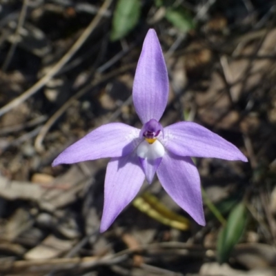 Glossodia major (Wax Lip Orchid) at Acton, ACT - 2 Oct 2019 by RWPurdie