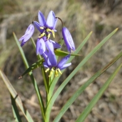 Stypandra glauca (Nodding Blue Lily) at Acton, ACT - 2 Oct 2019 by RWPurdie