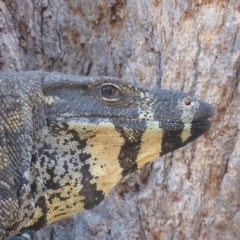 Varanus varius (Lace Monitor) at Black Range, NSW - 3 Oct 2019 by MatthewHiggins