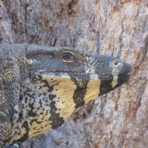 Varanus varius at Black Range, NSW - suppressed