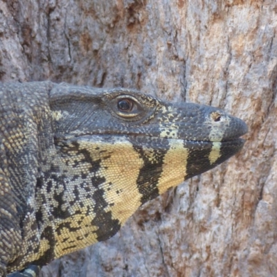 Varanus varius (Lace Monitor) at Black Range, NSW - 3 Oct 2019 by MatthewHiggins