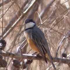 Pachycephala rufiventris (Rufous Whistler) at Black Range, NSW - 3 Oct 2019 by MatthewHiggins