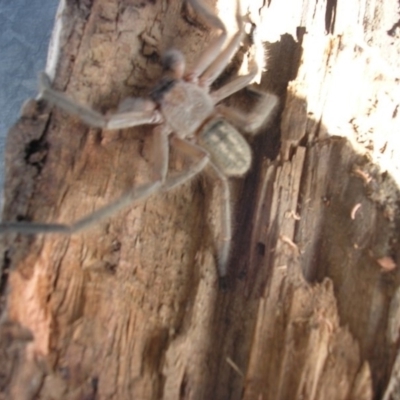 Delena cancerides (Social huntsman spider) at Bywong, NSW - 22 Aug 2019 by chrisft