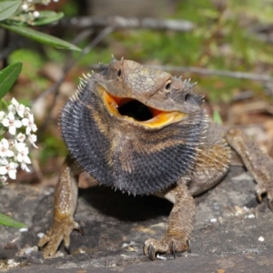 Pogona barbata at Acton, ACT - suppressed