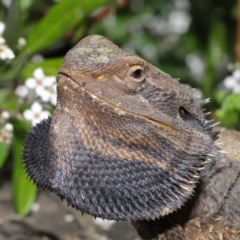 Pogona barbata at Acton, ACT - 2 Oct 2019