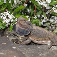 Pogona barbata at Acton, ACT - 2 Oct 2019