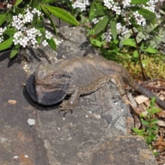 Pogona barbata at Acton, ACT - 2 Oct 2019