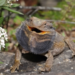 Pogona barbata at Acton, ACT - suppressed