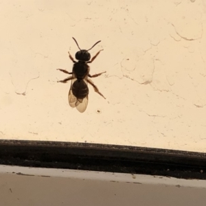 Lasioglossum (Chilalictus) sp. (genus & subgenus) at Aranda, ACT - 3 Oct 2019 04:57 PM