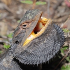 Pogona barbata (Eastern Bearded Dragon) at Acton, ACT - 2 Oct 2019 by TimL