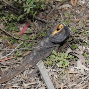 Pogona barbata at Acton, ACT - suppressed