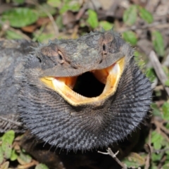 Pogona barbata at Acton, ACT - suppressed