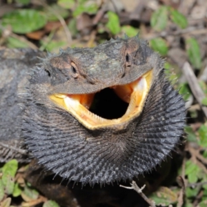 Pogona barbata at Acton, ACT - suppressed