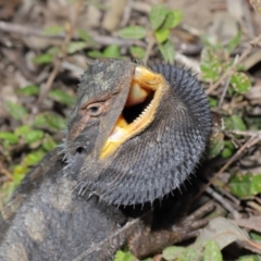 Pogona barbata at Acton, ACT - 2 Oct 2019