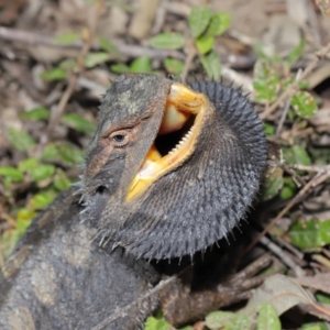 Pogona barbata at Acton, ACT - suppressed