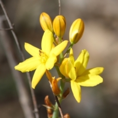 Bulbine bulbosa (Golden Lily) at Deakin, ACT - 3 Oct 2019 by LisaH