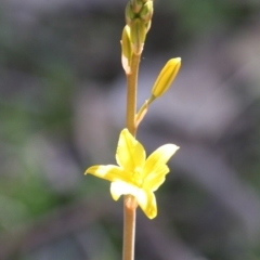 Bulbine bulbosa at Deakin, ACT - 3 Oct 2019