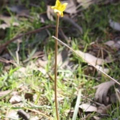 Bulbine bulbosa at Deakin, ACT - 3 Oct 2019