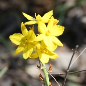 Bulbine bulbosa at Deakin, ACT - 3 Oct 2019 02:29 PM