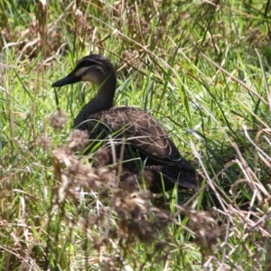 Anas superciliosa at Deakin, ACT - 3 Oct 2019