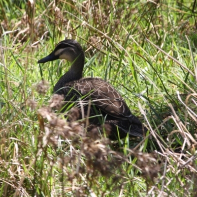 Anas superciliosa (Pacific Black Duck) at Deakin, ACT - 3 Oct 2019 by LisaH