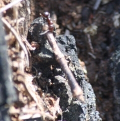 Papyrius nitidus (Shining Coconut Ant) at Red Hill, ACT - 2 Oct 2019 by LisaH