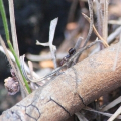 Papyrius nitidus at Red Hill, ACT - 2 Oct 2019