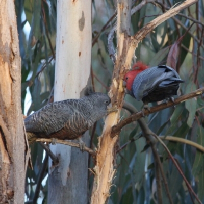 Callocephalon fimbriatum (Gang-gang Cockatoo) at Hughes, ACT - 2 Oct 2019 by LisaH