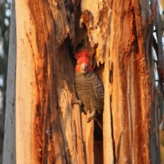 Callocephalon fimbriatum at Hughes, ACT - suppressed