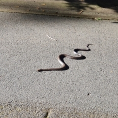 Pseudonaja textilis (Eastern Brown Snake) at ANBG - 3 Oct 2019 by AaronClausen