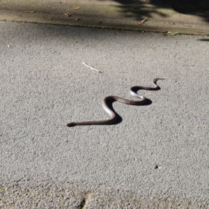 Pseudonaja textilis at Acton, ACT - 3 Oct 2019 03:18 PM