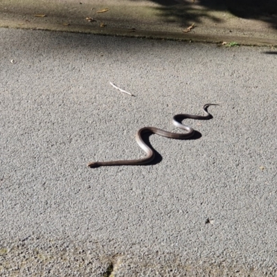 Pseudonaja textilis (Eastern Brown Snake) at Acton, ACT - 3 Oct 2019 by AaronClausen