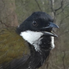 Psophodes olivaceus (Eastern Whipbird) at Mogendoura, NSW - 20 Sep 2019 by HarveyPerkins