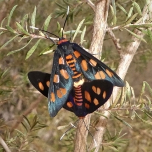 Amata nigriceps at Mogendoura, NSW - 21 Sep 2019